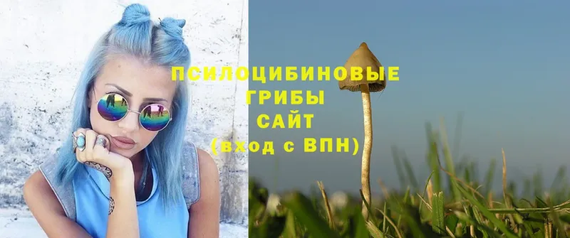 Галлюциногенные грибы Psilocybe  мориарти как зайти  Высоцк 